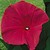 Morning-glory-scarlett