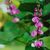 Annuals_lablab_purpureus_ruby_moon-1