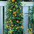 Black-eyed-susan-vine