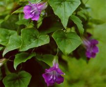 Annuals_gloxinia_asarina-1