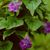 Annuals_gloxinia_asarina-1