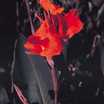 Cannas_canna_ambassador-1