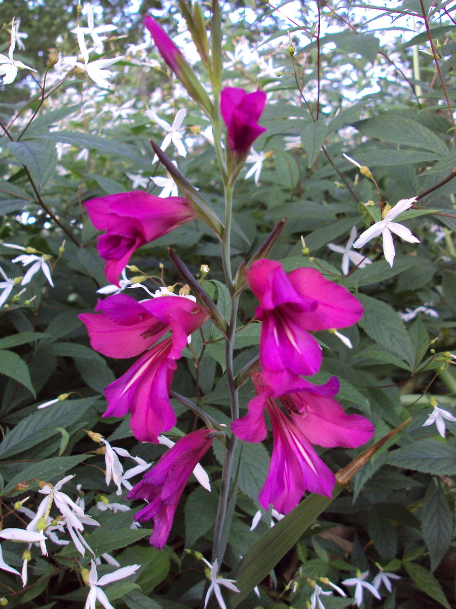 Gladiolus_gladiolus_communis_ssp