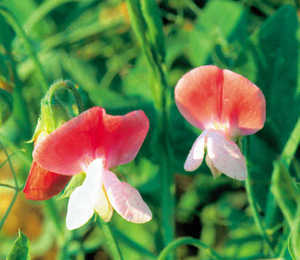Beans_phaseolus_coccineus_painted_lady-1
