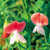 Beans_phaseolus_coccineus_painted_lady-1