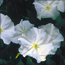 Flowermoonflower