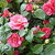 120px-camellia1