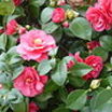 120px-camellia1