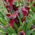 Calla_lilies_calla_lily_rudolph.small