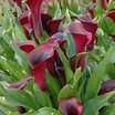 Calla_lilies_calla_lily_rudolph.thumb