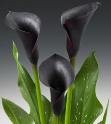 2010 New Introduction:  Calla Lily 'Cantor'