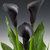 Calla_lilies_calla_lily_cantor.small