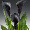 Calla_lilies_calla_lily_cantor.thumb
