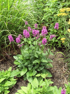 Perennials_stachys_officinalis_hummelo