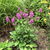 Perennials_stachys_officinalis_hummelo