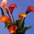 Calla_lilies_zantedeschia_flame-2.small