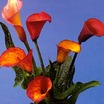 calla-lily