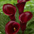 Calla_lilies_calla_lily_captain_maori.small