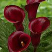 Calla_lilies_calla_lily_captain_maori.thumb