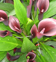 2010 New Introduction:  Calla Lily 'Captain Paris'