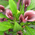 Calla_lilies_calla_lily_captain_paris.small