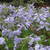 Phlox_phlox_divaricata_clouds_of_perfume