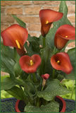 2010 New Introduction:  Calla Lily 'Captain Murano'