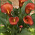 Calla_lilies_calla_lily_captain_murano.small