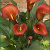 Calla_lilies_calla_lily_captain_murano.thumb