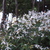 Perennials_porteranthus_trifoliatus