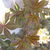 Perennials_parthenocissus_henryana