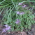 Perennials_epimedium_grandiflorum_lilafee