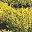 Heaths_and_heathers_calluna_vulgaris_beole_gold-1
