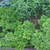 Perennials_pachysandra_procumbens