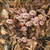 Perennials_pachysandra_procumbens-1