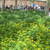 Perennials_zizia_aurea