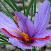 Crocus3