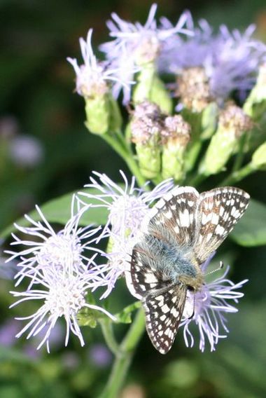 Garden Butterflies, Nov. 2009, central texas