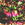 Helleborus: Helleborus purpurascens