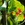 Beans: Phaseolus coccineus