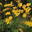 Coreopsis_coreopsis_auriculata_nana-1