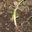 New_onion.thumb