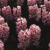 Hyacinths: Hyacinthus orientalis 'China Pink'