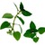 Sage: Salvia elegans