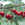 Cherry: Prunus cerasus 'North Star Pie'