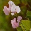 Sweet_peas_lathyrus_odoratus_janet_scott-1