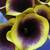 Calla_lilies_calla_lily_captain_chelsea.small