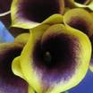 Calla_lilies_calla_lily_captain_chelsea.thumb