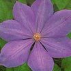 Clematis_clematis_x_mrs