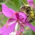 Fireweedbee